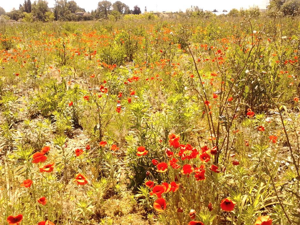 Green Fields Πάδοβα Εξωτερικό φωτογραφία