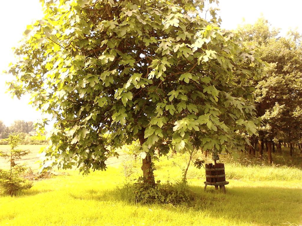 Green Fields Πάδοβα Εξωτερικό φωτογραφία