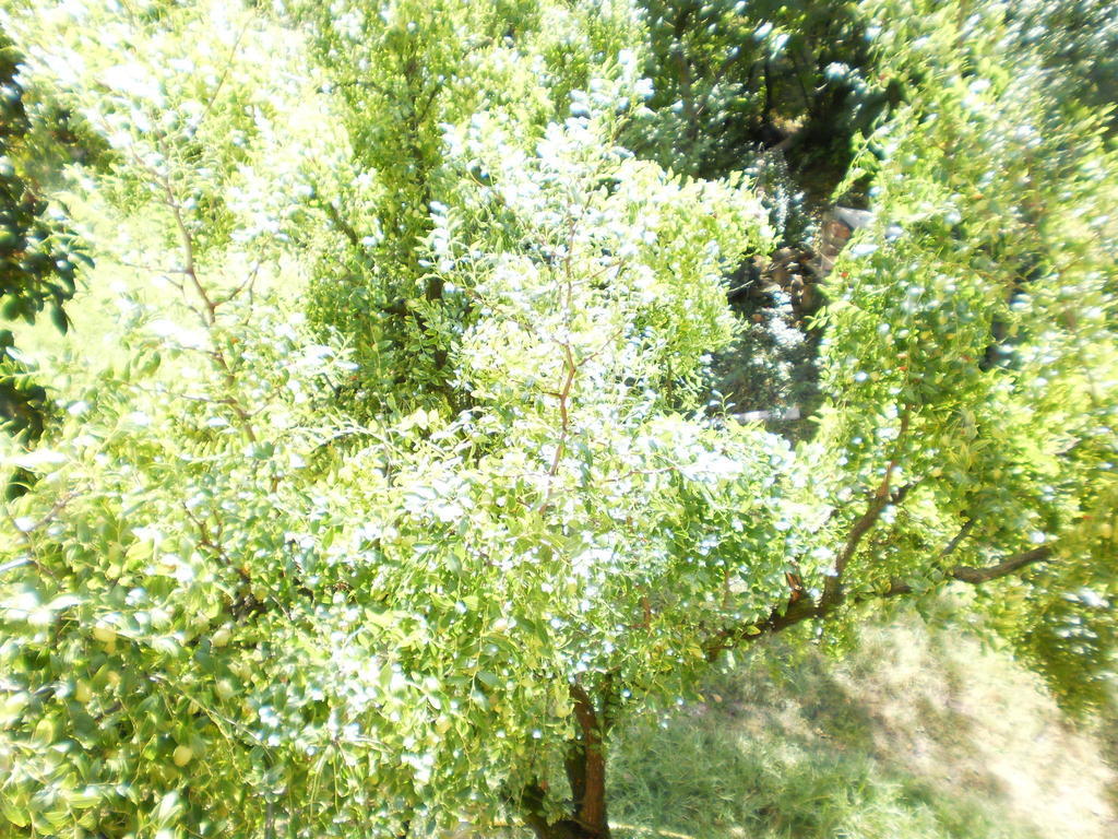 Green Fields Πάδοβα Εξωτερικό φωτογραφία